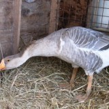 bird-7669932_640.jpg